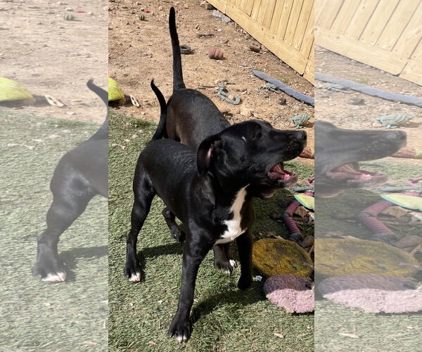 Medium Photo #2 American Staffordshire Terrier-Unknown Mix Puppy For Sale in Tracy City, TN, USA
