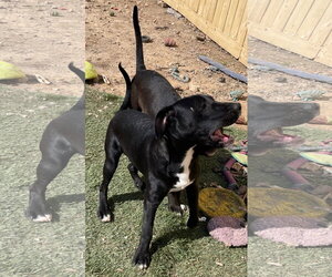 Tycoon - Male American Staffordshire Terrier-Unknown Mix Dog for Adoption - Photo #2