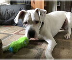 Small #7 Dogo Argentino