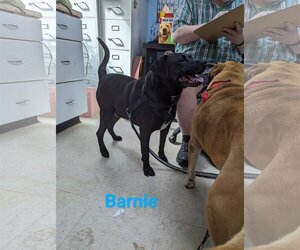 Bull-Boxer Dogs for adoption in Franklin, North Carolina, NC, USA
