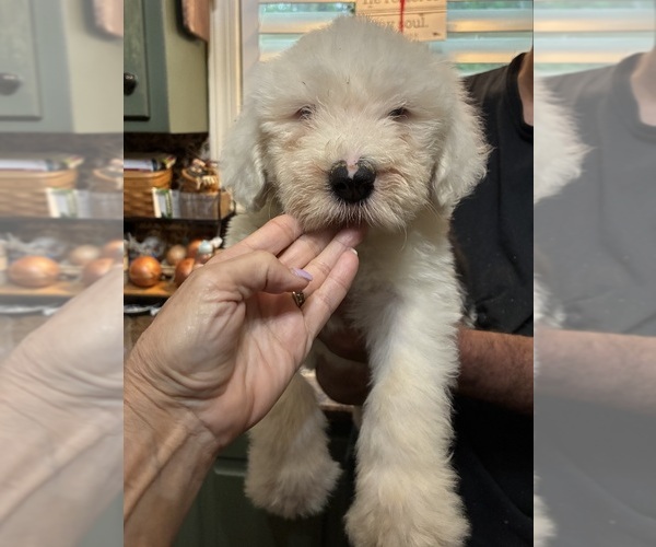 Medium Photo #1 Old English Sheepdog Puppy For Sale in OXFORD, MS, USA