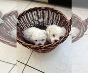 Maltese Puppy for sale in BALDWIN PARK, CA, USA