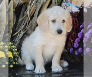 Labradoodle Puppy for sale in FREDERICKSBURG, OH, USA