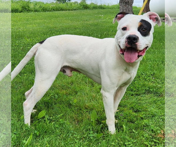 Medium Photo #1 American Pit Bull Terrier-Unknown Mix Puppy For Sale in Batavia, NY, USA