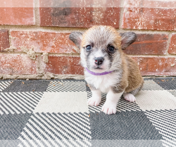Medium Photo #1 Pembroke Welsh Corgi Puppy For Sale in SPRINGDALE, AR, USA