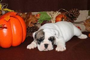 Bulldog Puppy for sale in FLORAL CITY, FL, USA
