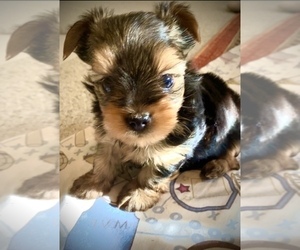 Yorkshire Terrier Puppy for sale in THE WOODLANDS, TX, USA