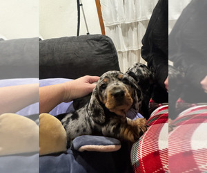 Dachshund Puppy for sale in NEVADA CITY, CA, USA