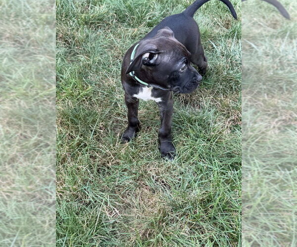 Medium Photo #4 Boxer-Unknown Mix Puppy For Sale in Springdale, PA, USA