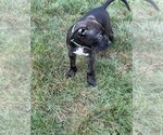 Small #3 Boxer Mix