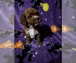 Puppy Noah Bichpoo