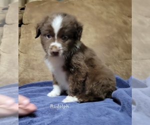 Miniature Australian Shepherd Puppy for sale in BOLCKOW, MO, USA