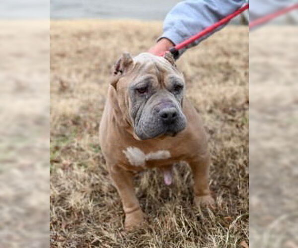 Medium Photo #2 Mutt Puppy For Sale in Glen Allen, VA, USA