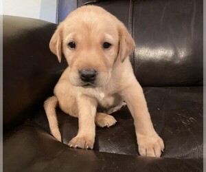 Labrador Retriever Puppy for Sale in WOODBRIDGE, Connecticut USA