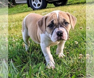 American Bulldog Puppy for sale in MILLS RIVER, NC, USA