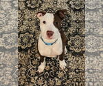 Small #1 American Pit Bull Terrier Mix