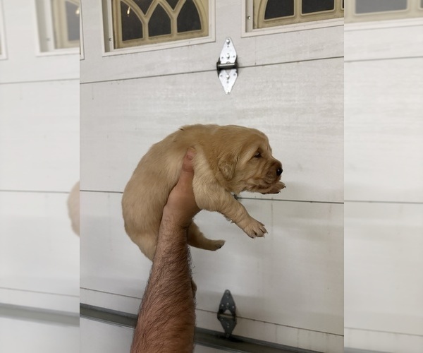 Medium Photo #4 Golden Retriever Puppy For Sale in RIVERSIDE, CA, USA