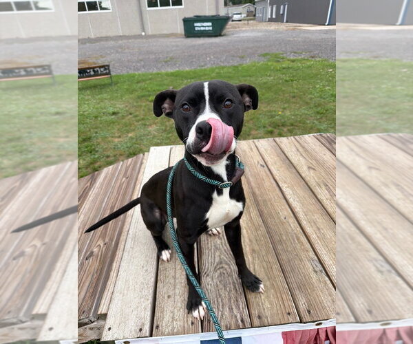 Medium Photo #5 American Staffordshire Terrier-Unknown Mix Puppy For Sale in Pierceton , IN, USA