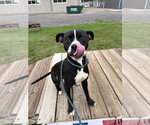 Small #4 American Staffordshire Terrier Mix