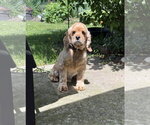 Small #5 Cocker Spaniel