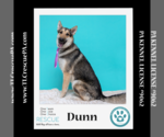 Small #3 German Shepherd Dog-Huskies  Mix