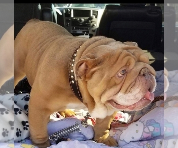 Medium Photo #1 Bulldog Puppy For Sale in STOCKBRIDGE, GA, USA