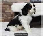 Small Photo #4 Cavalier King Charles Spaniel Puppy For Sale in CARLISLE, KY, USA
