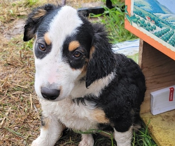 Medium Photo #7 English Shepherd Puppy For Sale in MOLALLA, OR, USA