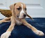 Small Photo #6 American Pit Bull Terrier Puppy For Sale in HONEY BROOK, PA, USA
