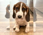 Small #1 Bagle Hound