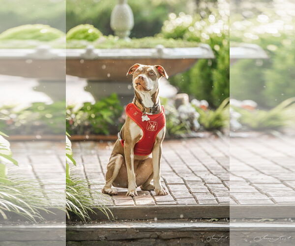 Medium Photo #5 Mutt Puppy For Sale in Holly Springs, NC, USA