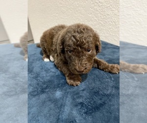 Poodle (Standard) Puppy for sale in HOUSTON, TX, USA