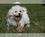 Small Photo #4 Bichon Frise Puppy For Sale in WOODSTOCK, CT, USA