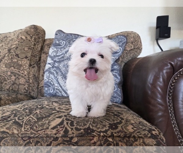 Medium Photo #1 Maltese Puppy For Sale in SANTA CLARITA, CA, USA