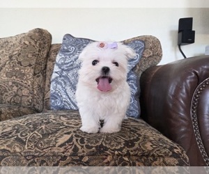 Maltese Puppy for sale in SANTA CLARITA, CA, USA