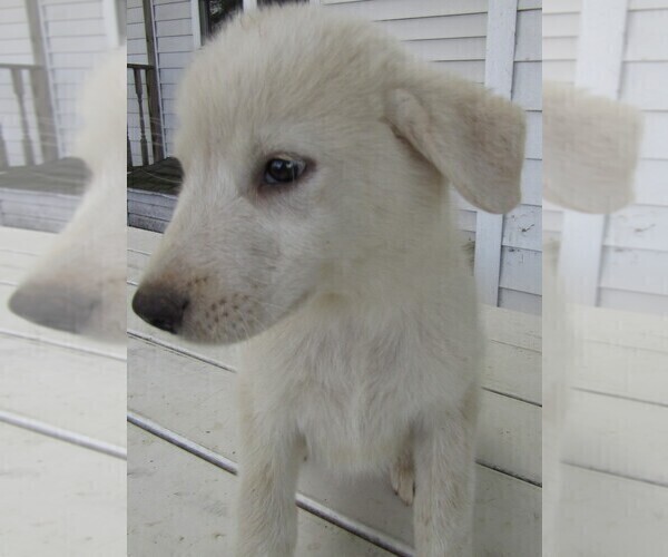 Medium Photo #8 Great Pyrenees Puppy For Sale in KALAMAZOO, MI, USA