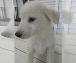 Small Photo #8 Great Pyrenees Puppy For Sale in KALAMAZOO, MI, USA