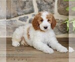 Small Goldendoodle