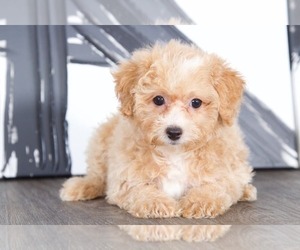 Bichpoo Puppy for sale in BEL AIR, MD, USA