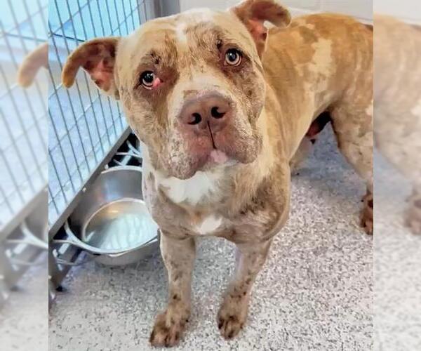 Medium Photo #2 Bulldog Puppy For Sale in Houston, TX, USA