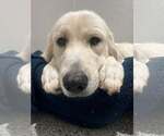 Small #5 Golden Retriever Mix