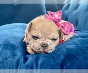 French Bulldog Puppy for sale in SAN ANTONIO, TX, USA