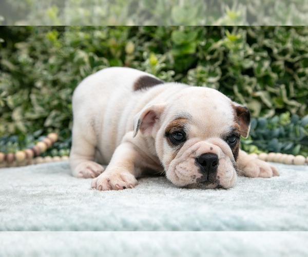Medium Photo #18 English Bulldog Puppy For Sale in GORDONVILLE, PA, USA