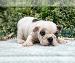Small Photo #18 English Bulldog Puppy For Sale in GORDONVILLE, PA, USA