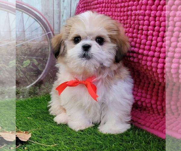 Medium Photo #5 Shih Tzu Puppy For Sale in ARTHUR, IL, USA