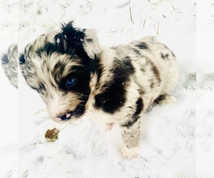 Australian Shepherd Puppy for sale in GENESEO, IL, USA