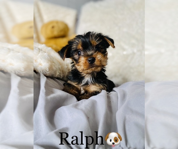 Medium Photo #5 Yorkshire Terrier Puppy For Sale in COOKEVILLE, TN, USA