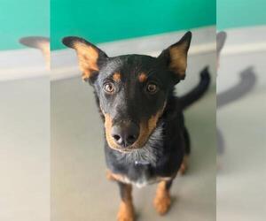 Doberman Pinscher-Unknown Mix Dogs for adoption in Visalia, CA, USA