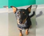 Small Doberman Pinscher Mix
