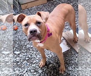 Bullboxer Pit Dogs for adoption in Newfoundland, PA, USA